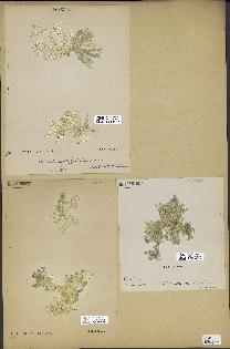 spécimen de Halimeda opuntia