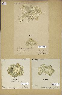 spécimen de Halimeda opuntia
