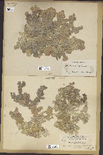 spécimen de Halimeda opuntia