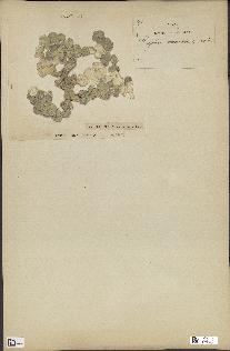 spécimen de Halimeda macroloba
