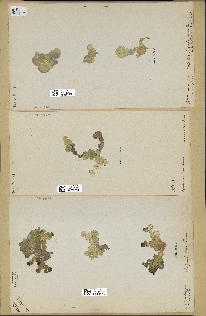 spécimen de Halimeda tuna