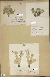 spécimen de Halimeda macroloba