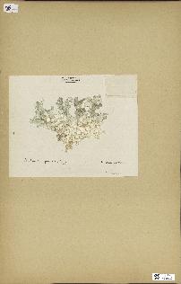 spécimen de Halimeda gracilis