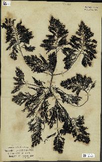 spécimen de Cystoseira myriophylloides