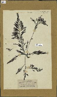 spécimen de Cystoseira myriophylloides