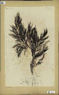 spécimen de Cystoseira selaginoides