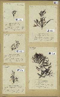 spécimen de Cystoseira selaginoides
