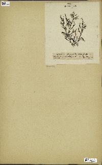 spécimen de Cystoseira selaginoides