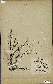 spécimen de Cystoseira selaginoides