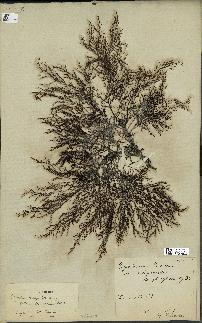 spécimen de Cystoseira selaginoides