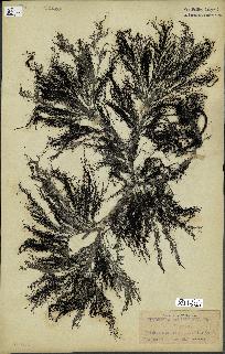 spécimen de Cystoseira selaginoides