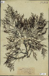 spécimen de Cystoseira selaginoides