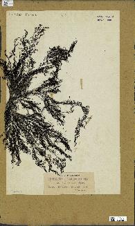 spécimen de Cystoseira selaginoides