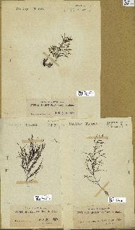 spécimen de Cystoseira opuntioides