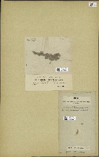 spécimen de Cocconema cistula