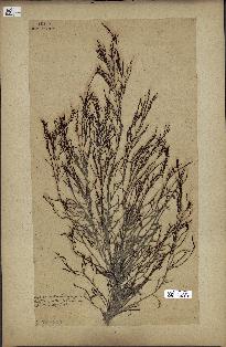 spécimen de Cystoseira granulata