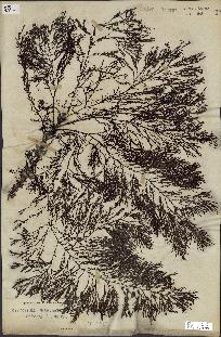 spécimen de Cystoseira granulata