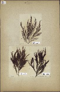 spécimen de Cystoseira granulata