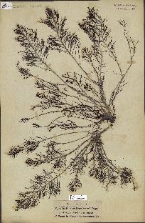 spécimen de Cystoseira foeniculacea