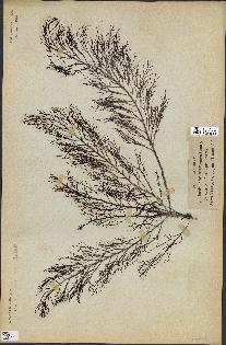 spécimen de Cystoseira foeniculacea