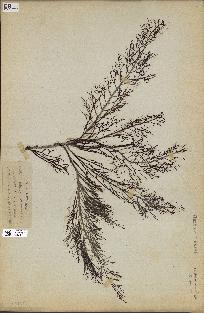 spécimen de Cystoseira foeniculacea