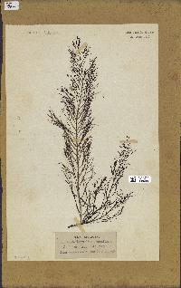 spécimen de Cystoseira foeniculacea
