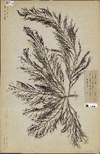 spécimen de Cystoseira foeniculacea