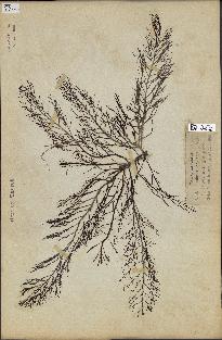 spécimen de Cystoseira foeniculacea