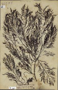 spécimen de Cystoseira foeniculacea