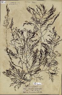 spécimen de Cystoseira foeniculacea