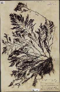 spécimen de Cystoseira foeniculacea
