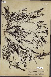 spécimen de Cystoseira foeniculacea