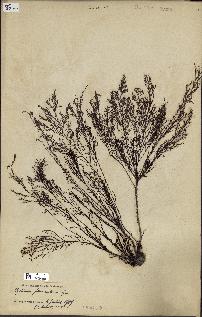 spécimen de Cystoseira foeniculacea