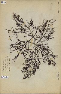 spécimen de Cystoseira foeniculacea