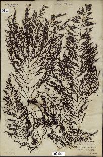 spécimen de Cystoseira foeniculacea