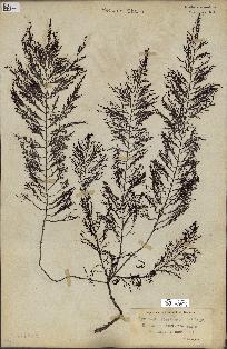 spécimen de Cystoseira foeniculacea