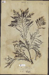 spécimen de Cystoseira foeniculacea