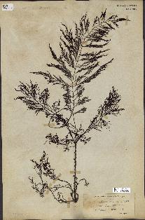 spécimen de Cystoseira foeniculacea