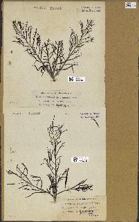 spécimen de Cystoseira foeniculacea