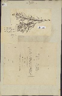 spécimen de Cystoseira foeniculacea