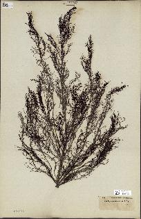 spécimen de Cystoseira foeniculacea