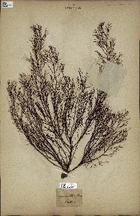 spécimen de Cystoseira foeniculacea