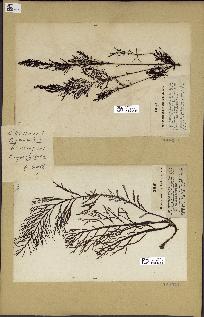 spécimen de Cystoseira foeniculacea