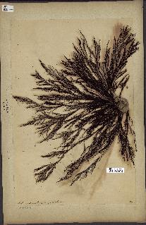 spécimen de Cystoseira foeniculacea