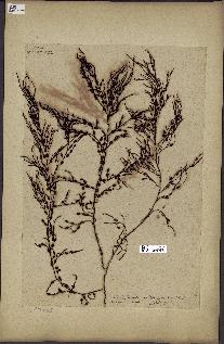 spécimen de Cystoseira fibrosa