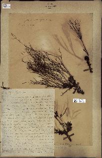 spécimen de Cystoseira montagnei