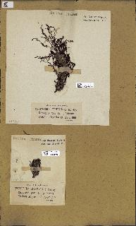 spécimen de Cystoseira montagnei