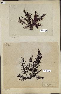 spécimen de Cystoseira mediterranea
