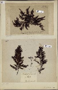 spécimen de Cystoseira mediterranea