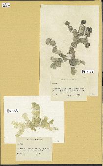 spécimen de Halimeda sp.
